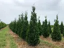 American Pillar Arborvitae : 8 Foot