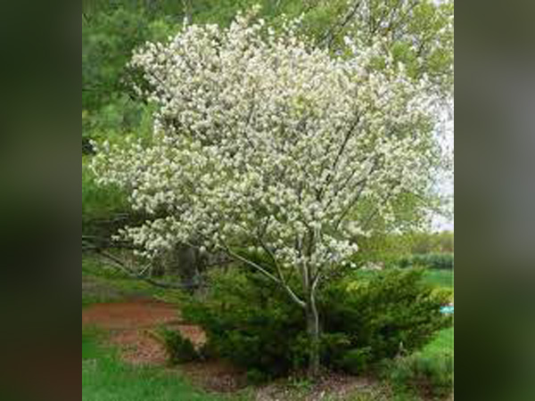 Autumn Brilliance Serviceberry : 2.5 Inch