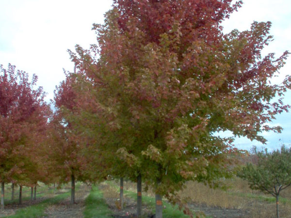 Celebration Maple ® : 1.5 Inch