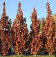 Crimson Spire Oak : 4 Inch