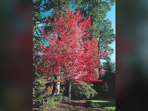 Red Sunset Maple : 1.5 Inch