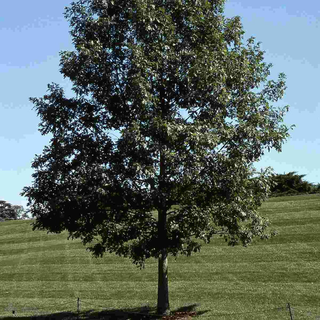 White Oak : 1.5 Inch