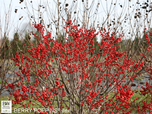 Berry Poppins Winterberry ® PW : 3 Gallon