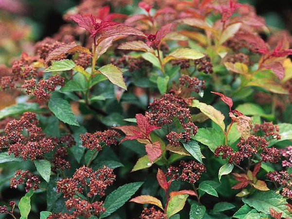 Goldflame Spirea : 3 Gallon