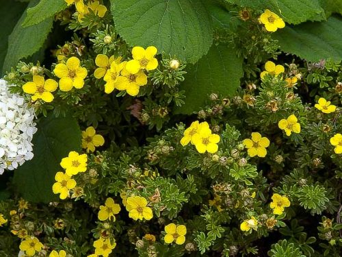 Gold Drop Potentilla : 5 Gallon