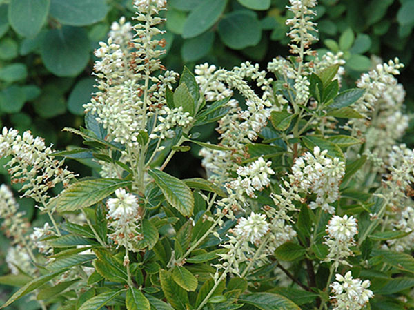 Hummingbird Summersweet : 3 Gallon