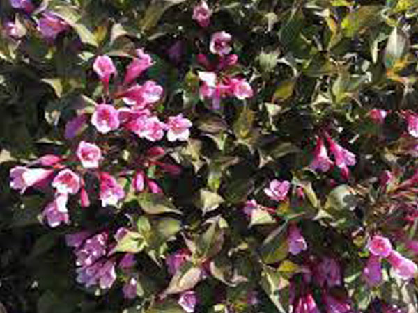 Java Red Weigela : 3 Gallon