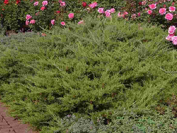 Kallay Compact Juniper : 5 Gallon