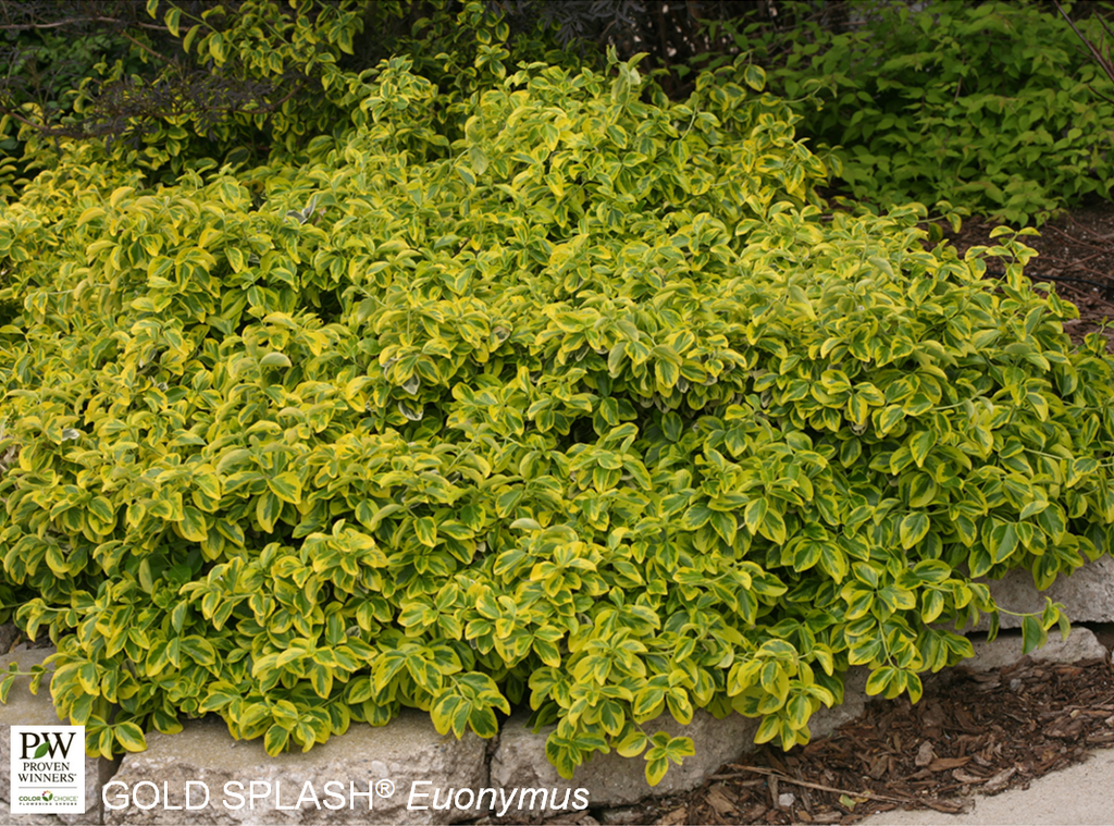 Gold Splash Wintercreeper Euonymus ® : 3 Gallon