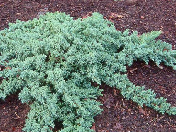 Dwarf Japanese Garden Juniper : 3 Gallon