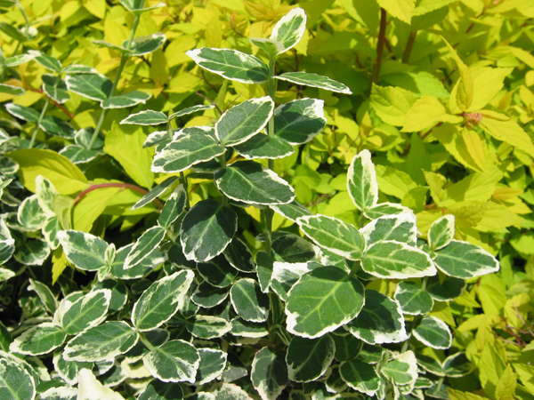 Emerald Gaiety Euonymus : 3 Gallon