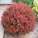 Crimson Pygmy Barberry : 3 Gallon