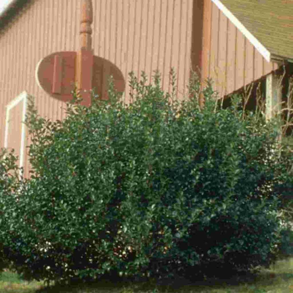 China Boy Holly : 5 Gallon