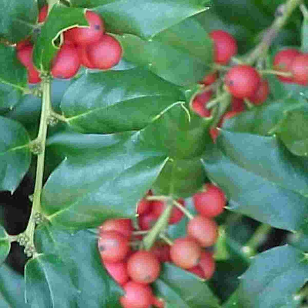 China Girl Holly : 5 Gallon