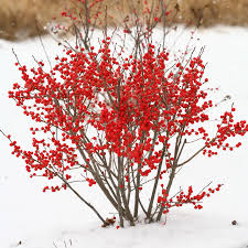 Berry Poppins Winterberry ® : 5 Gallon
