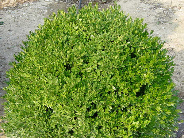 Chicagoland Green Boxwood : 3 Gallon