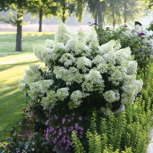 Bobo Hydrangea ® PW : 3 Gallon