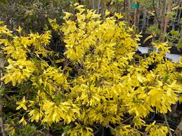 Bronx Forsythia : 5 Gallon