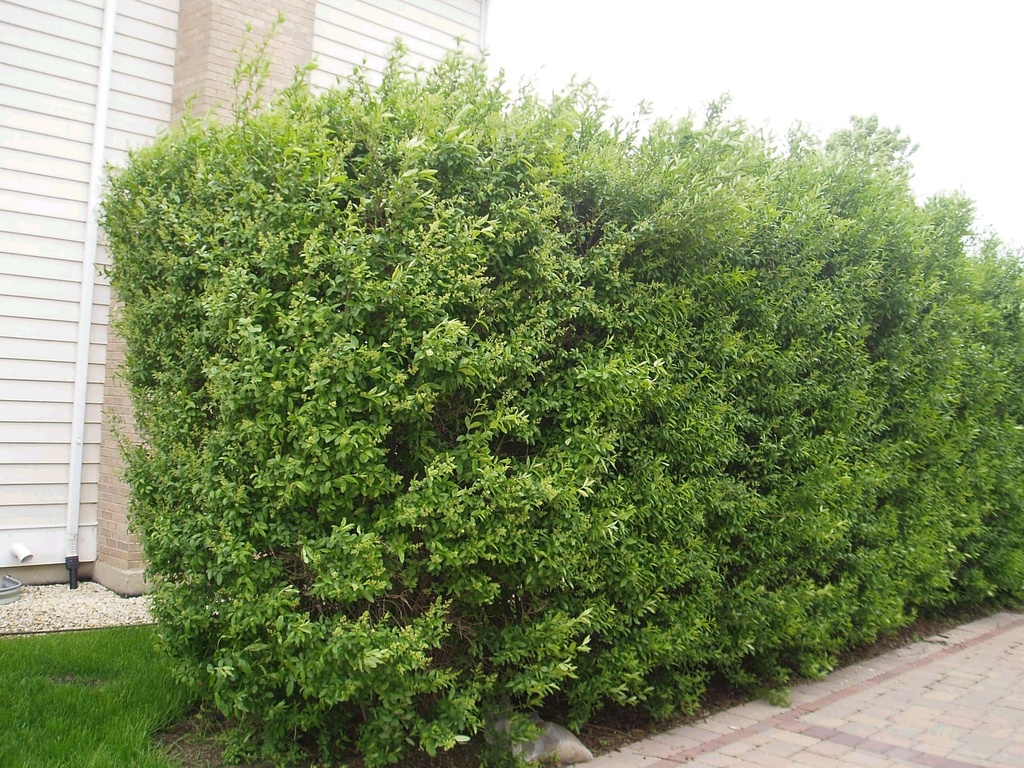 Cheyenne European Privet : 5 Gallon