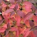 Kodiak Honeysuckle Red ® PW : 3 Gallon