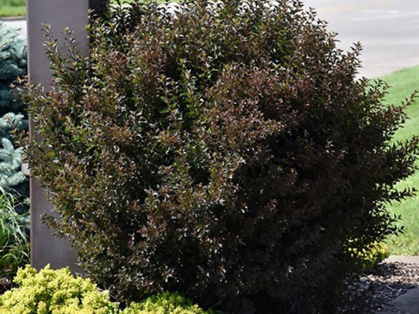 Little Devil Ninebark ® : 3 Gallon