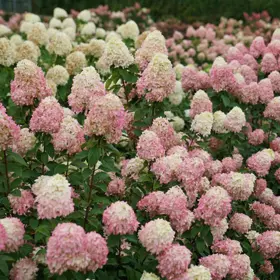 Little Lime Hydrangea ® : 3 Gallon