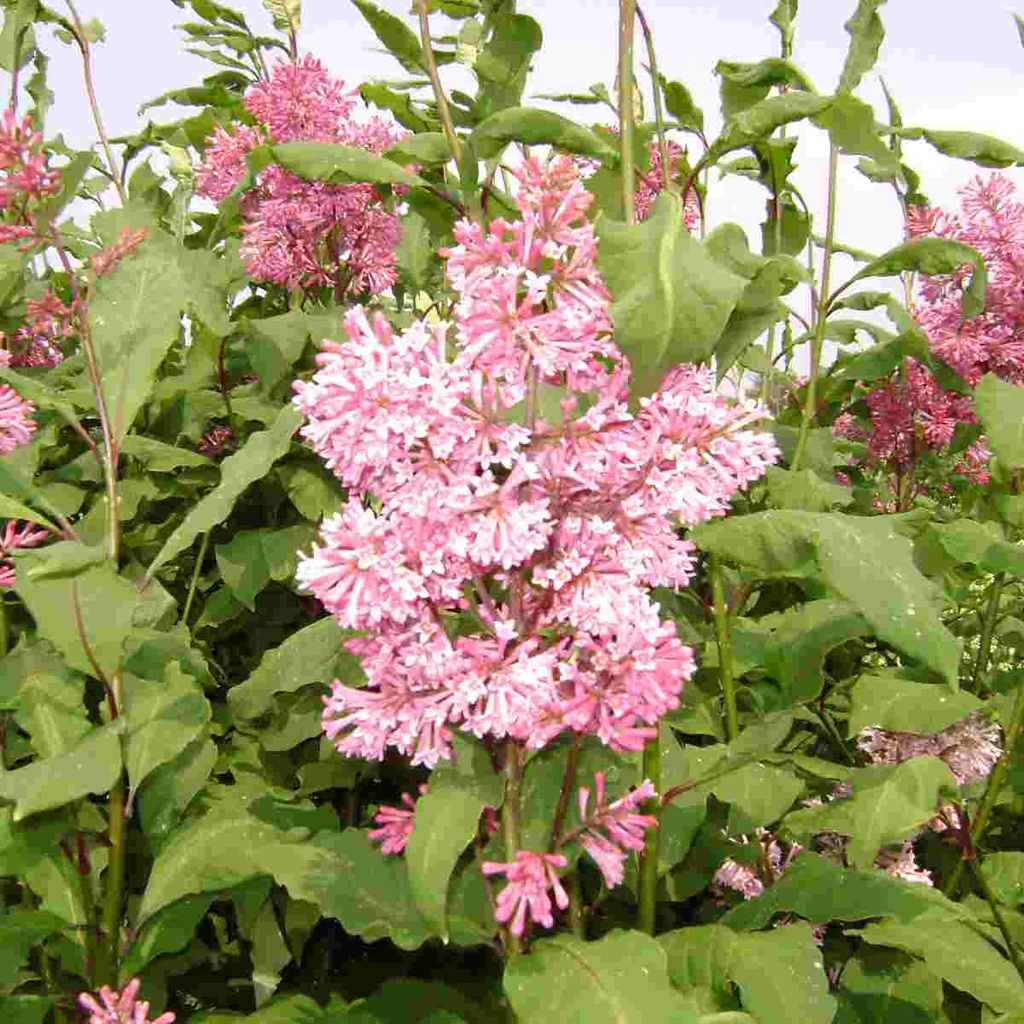 Miss Canada Lilac : 5 Gallon