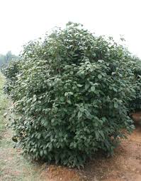 Mohican Viburnum : 5 Gallon