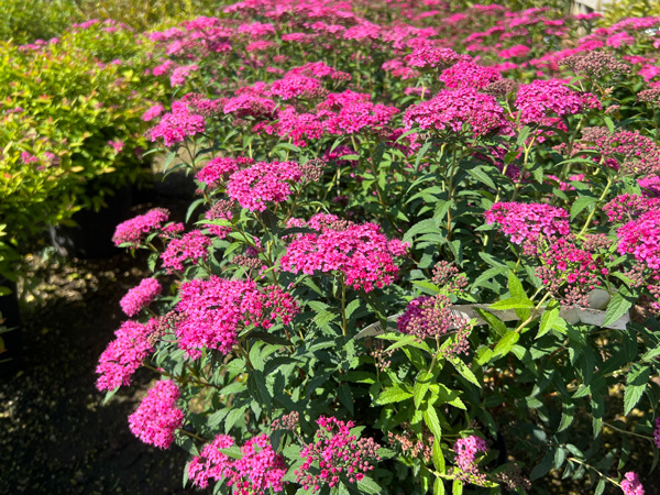 Neon Flash Spirea : 3 Gallon