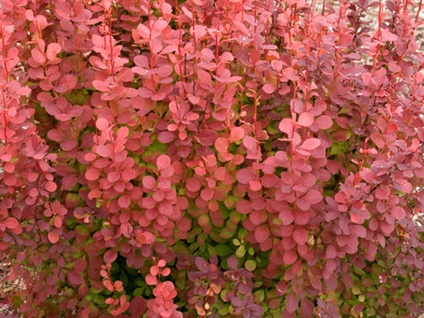 Orange Rocket Barberry : 3 Gallon