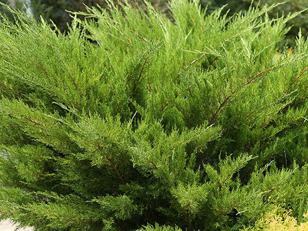 Sea Green Juniper : 5 Gallon