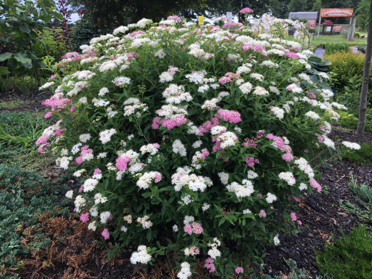 Shirobana Spirea : 3 Gallon
