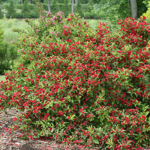 Sonic Bloom Red ® Weigela : 3 Gallon