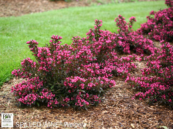 Spilled Wine Weigela ® PW : 3 Gallon