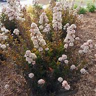 Tiny Wine Ninebark ® PW : 3 Gallon