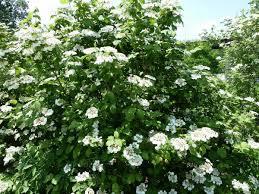 Wentworth Viburnum : 5 Gallon