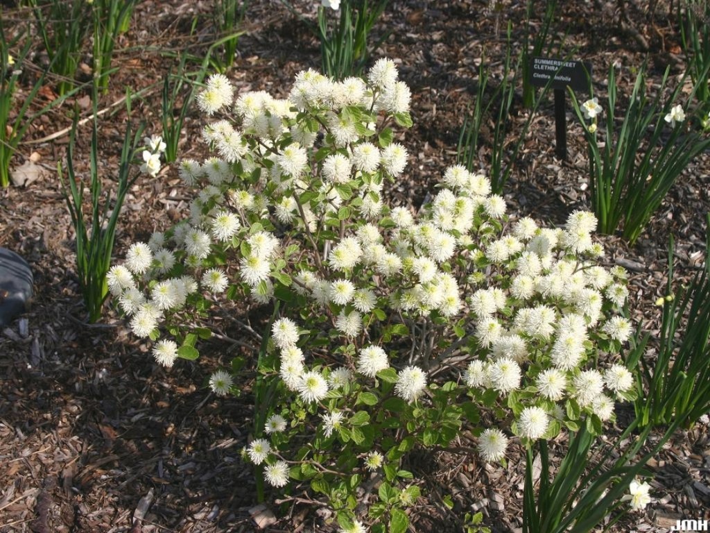Dwarf Fothergilla : 3 Gallon