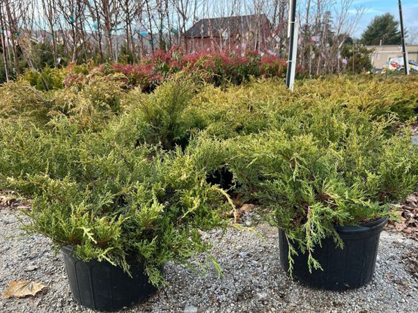 Old Gold Juniper : 5 Gallon