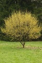Golden Glory Dogwood : 1.5 Inch