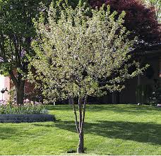 North Star Dwarf Cherry : 5 Gallon