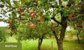 Snowsweet Apple : 4 Inch