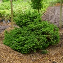 Dwarf Serbian Spruce - Spreading : 42 Inch
