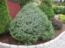 Dwarf Serbian Spruce - Upright : 6 Foot
