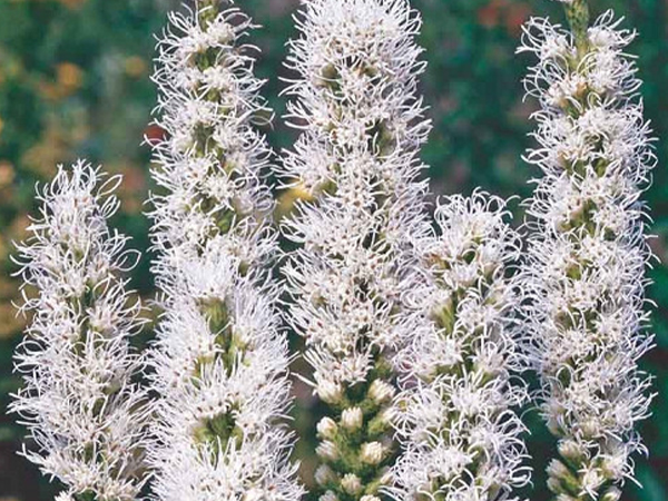 Alba Liatris : 1 Gallon