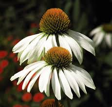 Alba White Coneflower : 1 Gallon