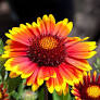 Arizona Sun Blanket Flower : 1 Gallon