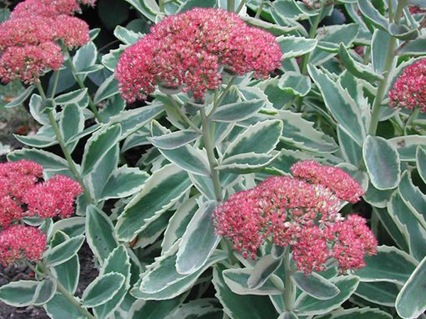 Autumn Charm Stonecrop Sedum : 1 Gallon