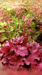 Berry Smoothie Coral Bells : 1 Gallon