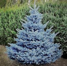 Baby Blue Spruce : 4 Foot