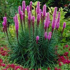 Blazing Star Liatris : 1 Gallon